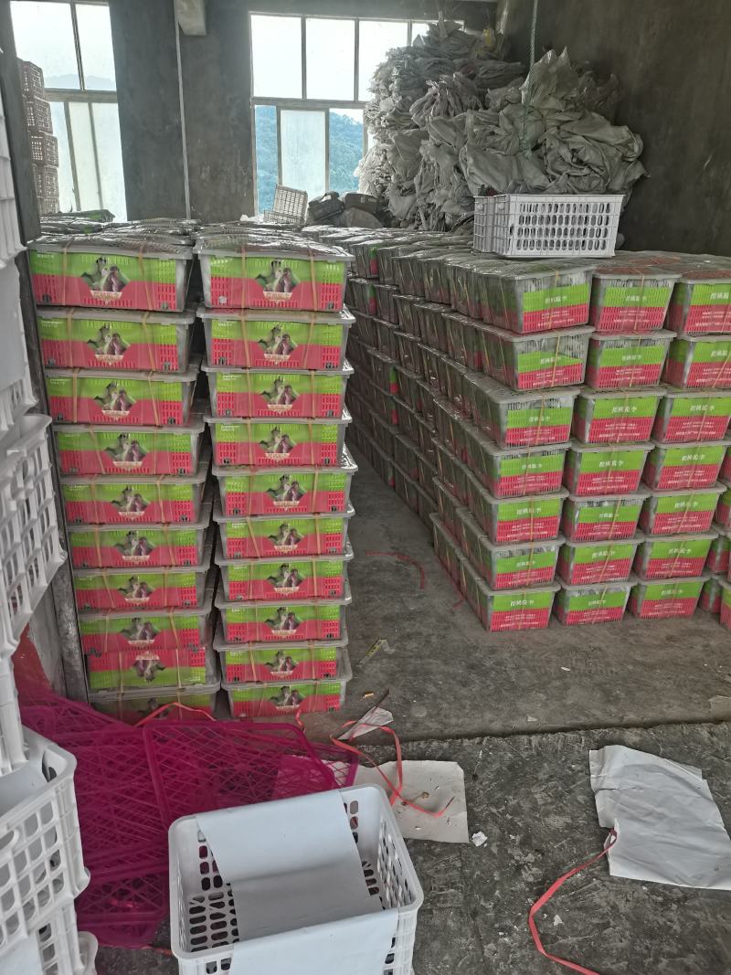 屏山茵红李品味高端品质水果，畅享美味健康生活，