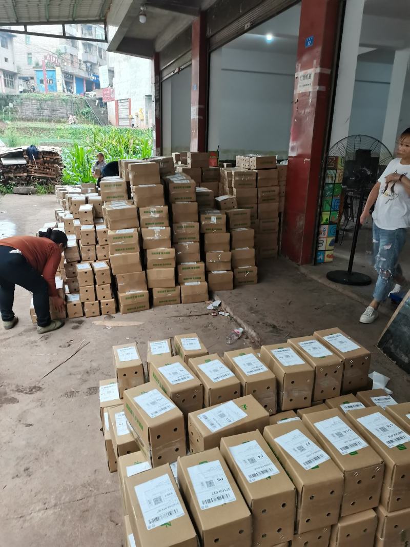 屏山茵红李品味高端品质水果，畅享美味健康生活，