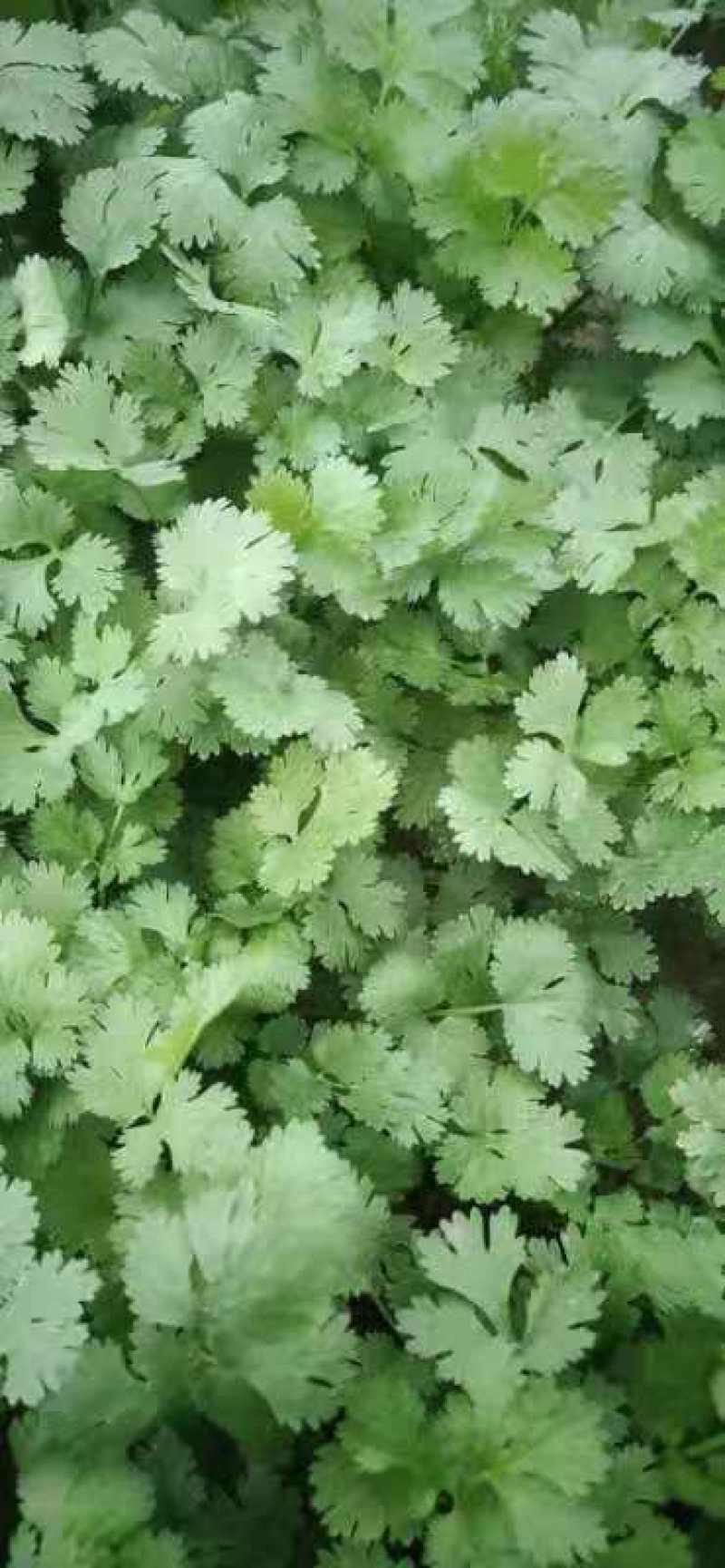 香菜，本地香菜大量上市，货源充足质量好价格合理！