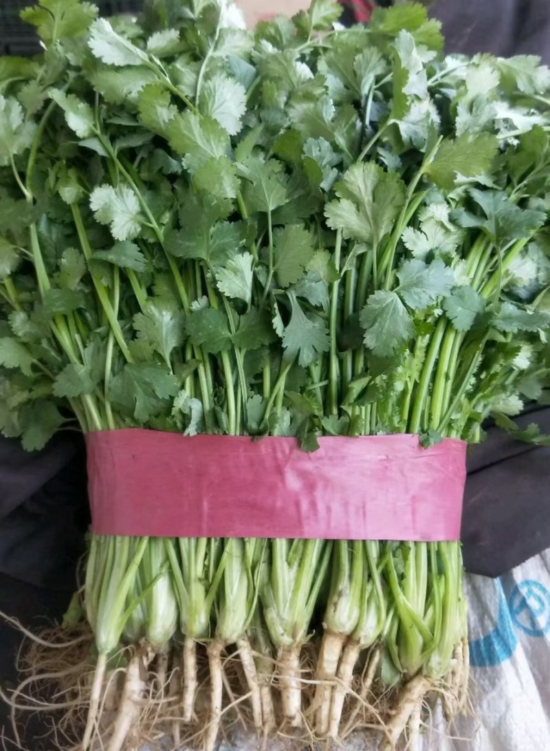 香菜，本地香菜大量上市，货源充足质量好价格合理！