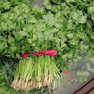 香菜，本地香菜大量上市，货源充足质量好价格合理！