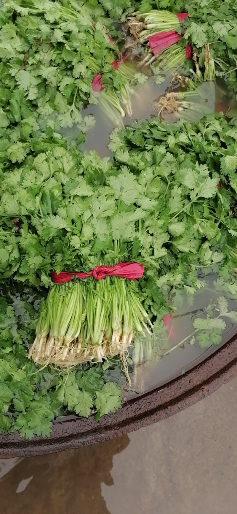 香菜，本地香菜大量上市，货源充足质量好价格合理！