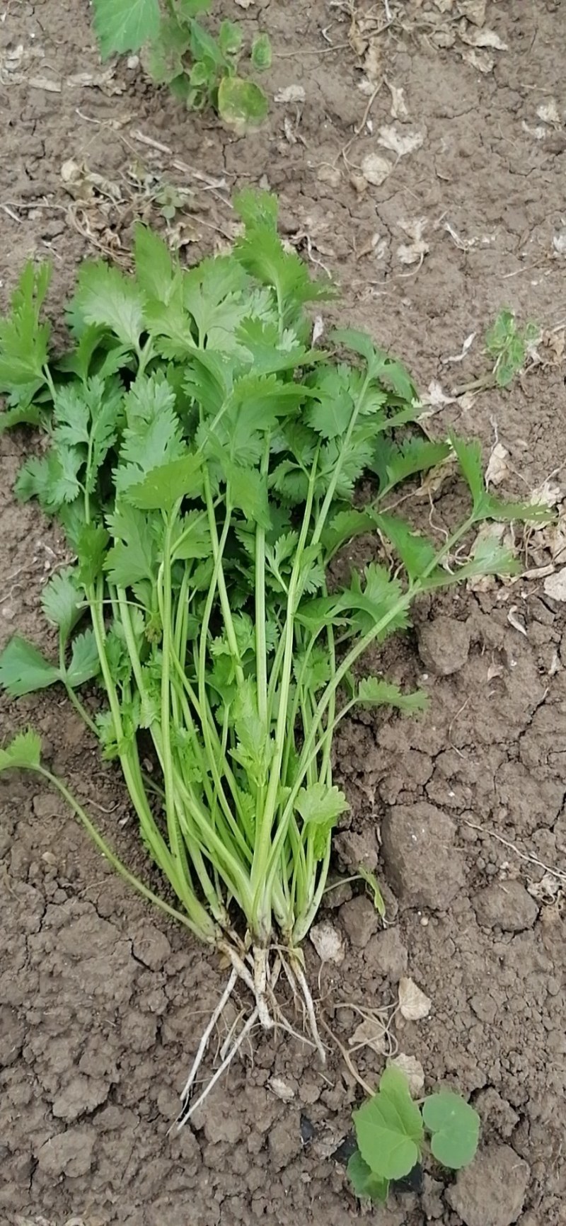香菜，本地香菜大量上市，货源充足质量好价格合理！