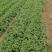 香菜，本地香菜大量上市，货源充足质量好价格合理！