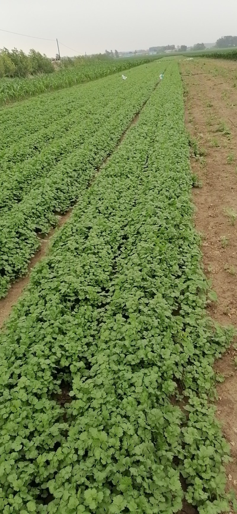 香菜，本地香菜大量上市，货源充足质量好价格合理！