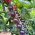小黑西红柿苗黑皮水果小番茄苗采摘类圣女果苗小紫品种
