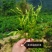 藤茶（莓茶）