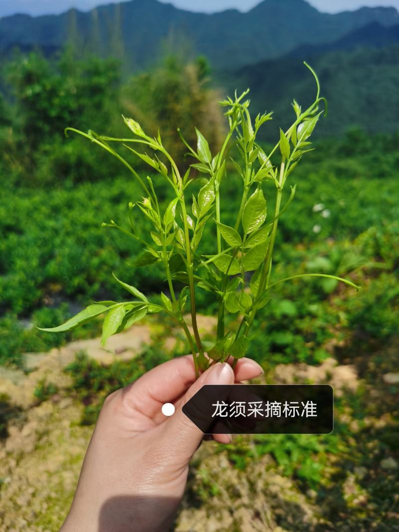 藤茶（莓茶）