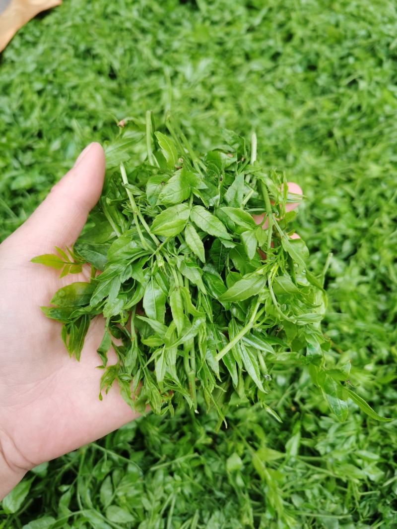 藤茶（莓茶）