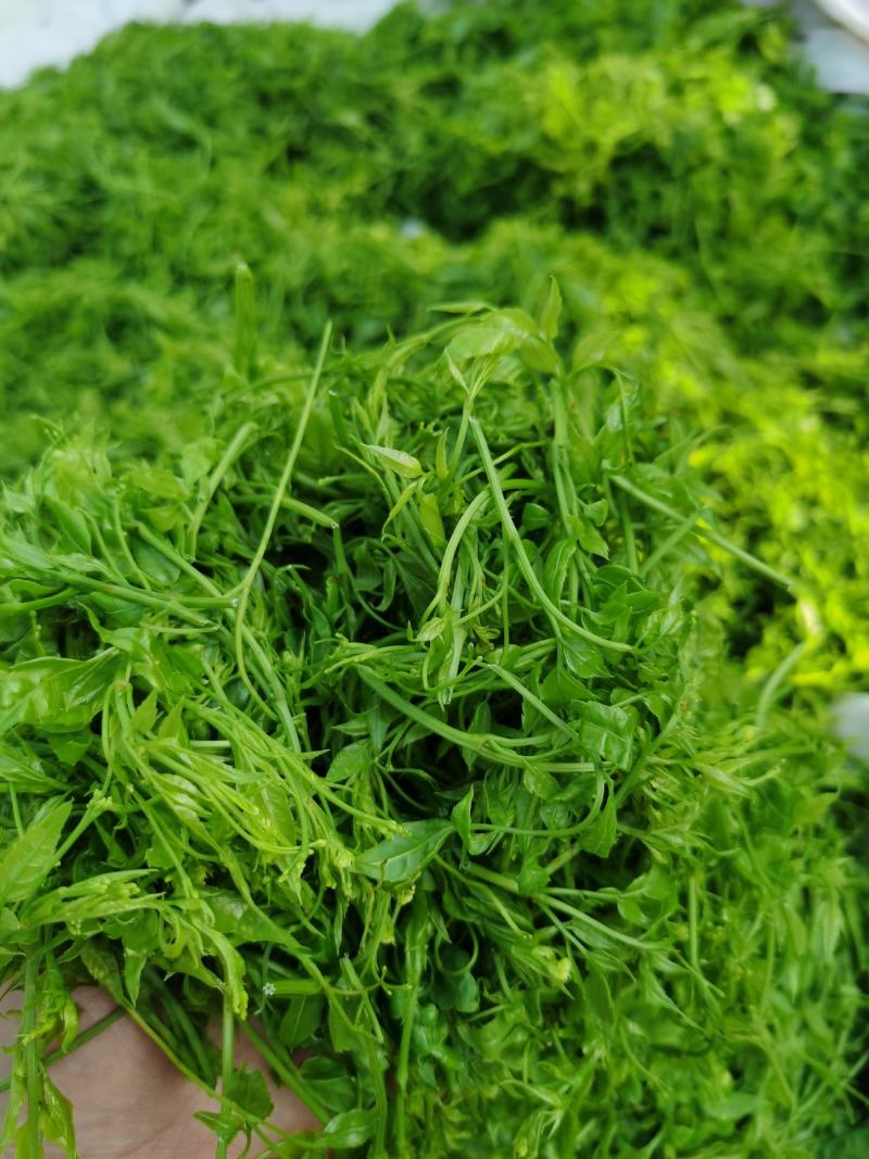 藤茶（莓茶）