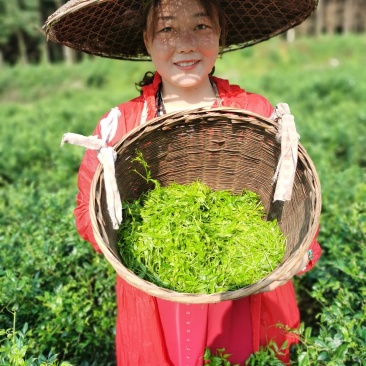 藤茶（莓茶）