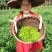 藤茶（莓茶）