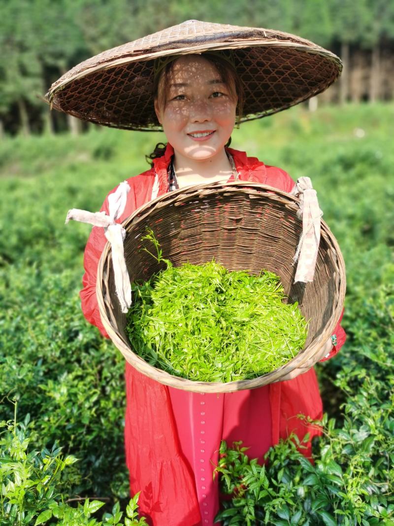 藤茶（莓茶）
