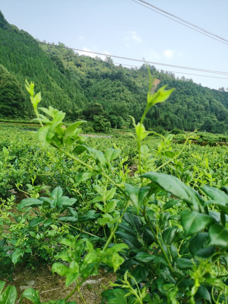 藤茶（莓茶）