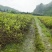 藤茶（莓茶）