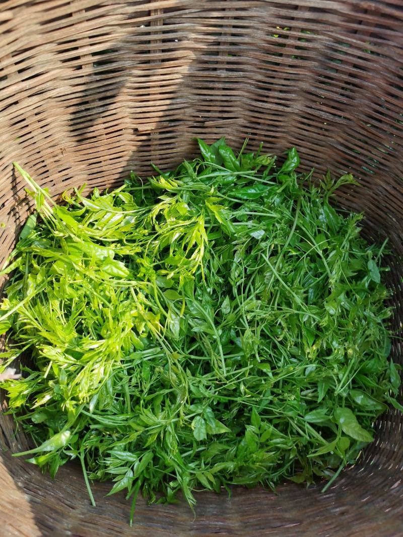 藤茶（莓茶）