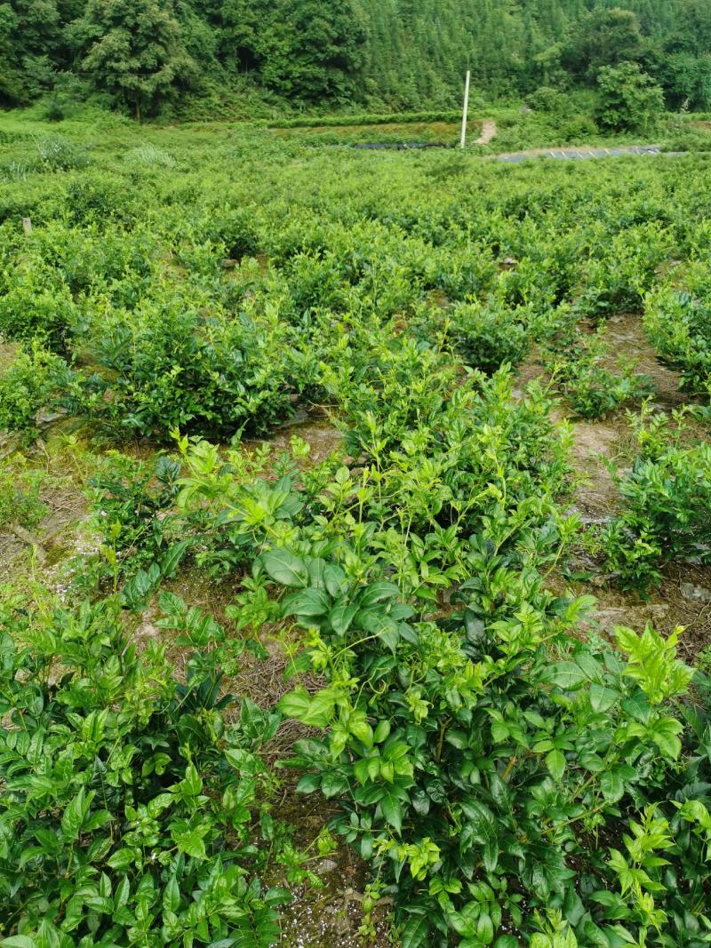 藤茶（莓茶）