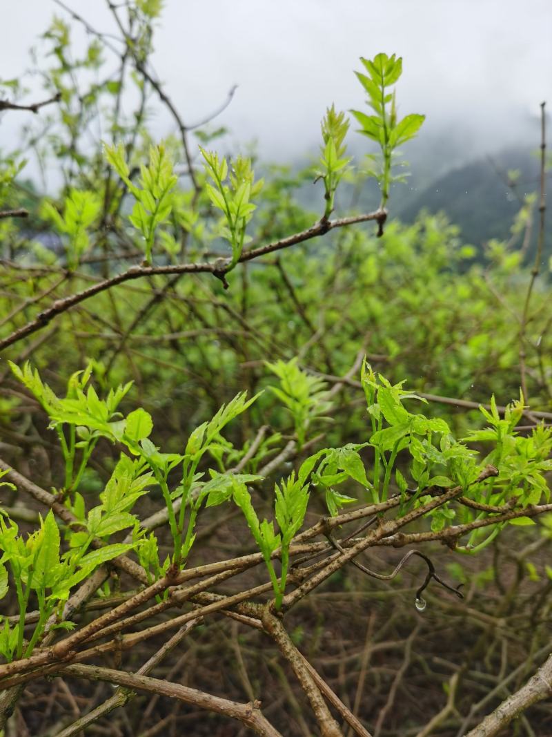藤茶（莓茶）