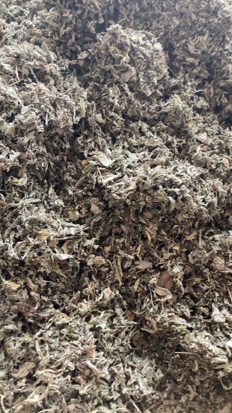 艾叶，切段艾叶颜色好干净长期供应，