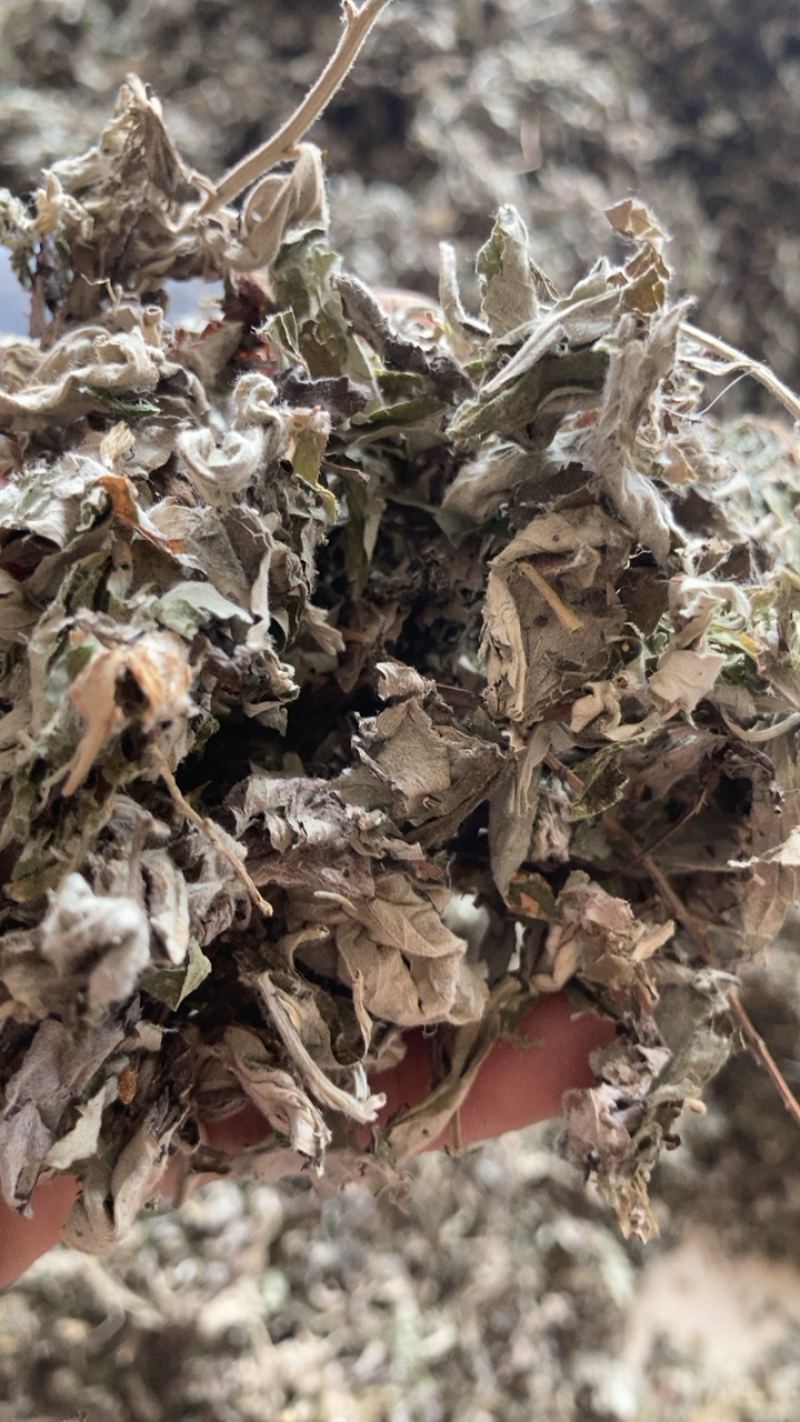 艾叶，切段艾叶颜色好干净长期供应，