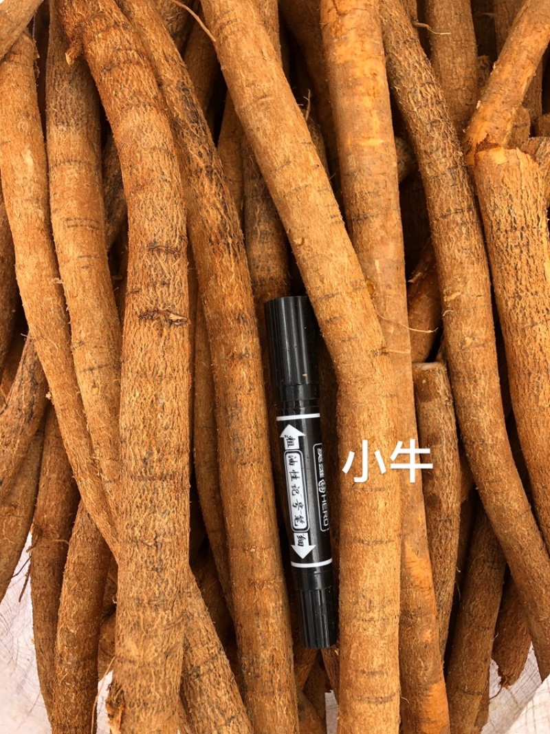 常年供牛大力新鲜货各种各样规格一手货源现挖现出产地直销