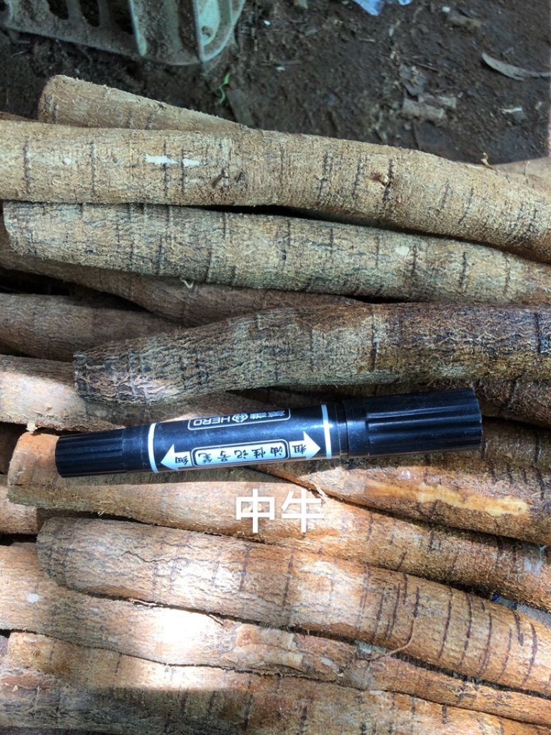 常年供牛大力新鲜货各种各样规格一手货源现挖现出产地直销