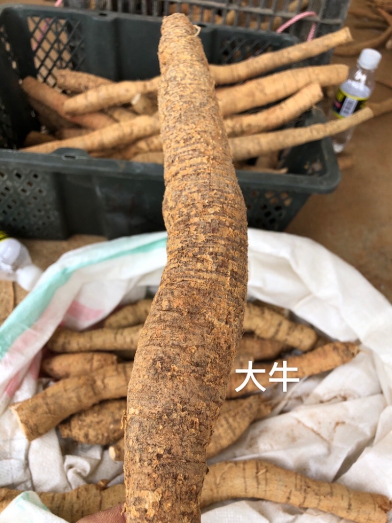 常年供牛大力新鲜货各种各样规格一手货源现挖现出产地直销