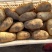 荷兰十五土豆大量上市，2两，4两起各种规格认你订