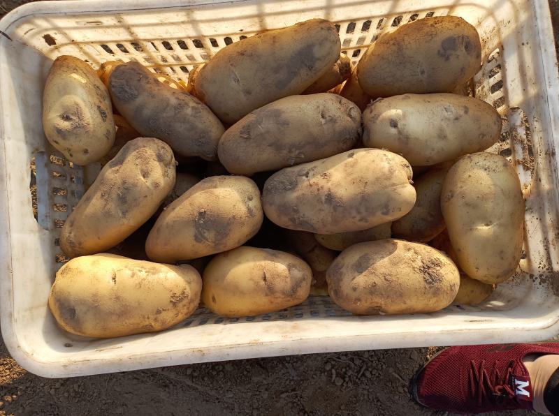 荷兰十五土豆大量上市，2两，4两起各种规格认你订