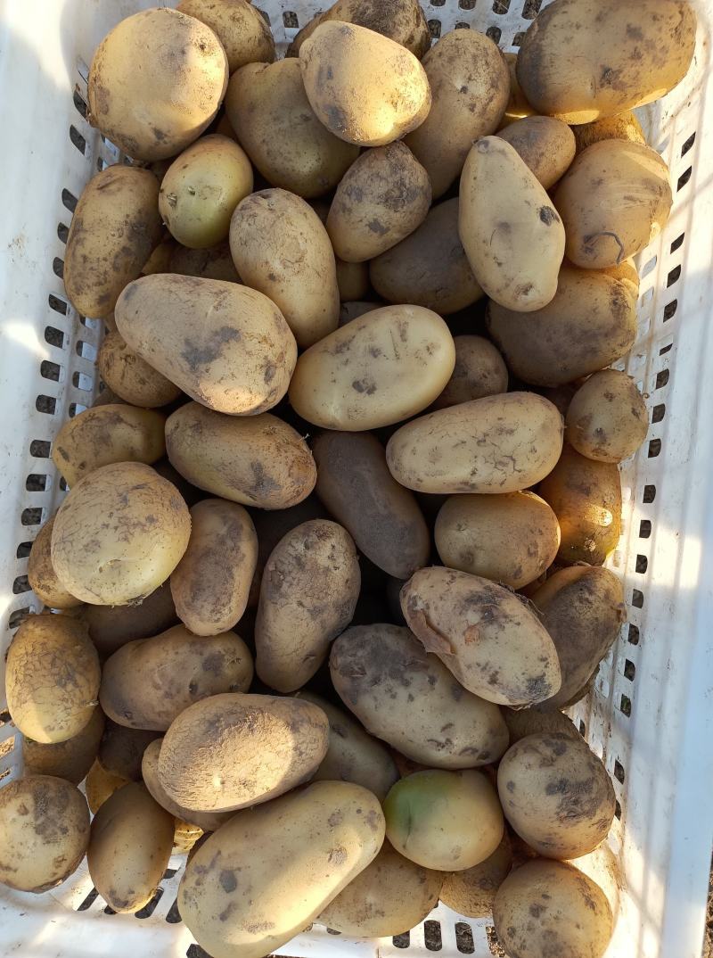 荷兰十五土豆大量上市，2两，4两起各种规格认你订