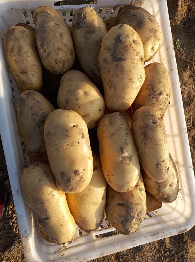荷兰十五土豆大量上市，2两，4两起各种规格认你订