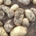 荷兰十五土豆大量上市，2两，4两起各种规格认你订