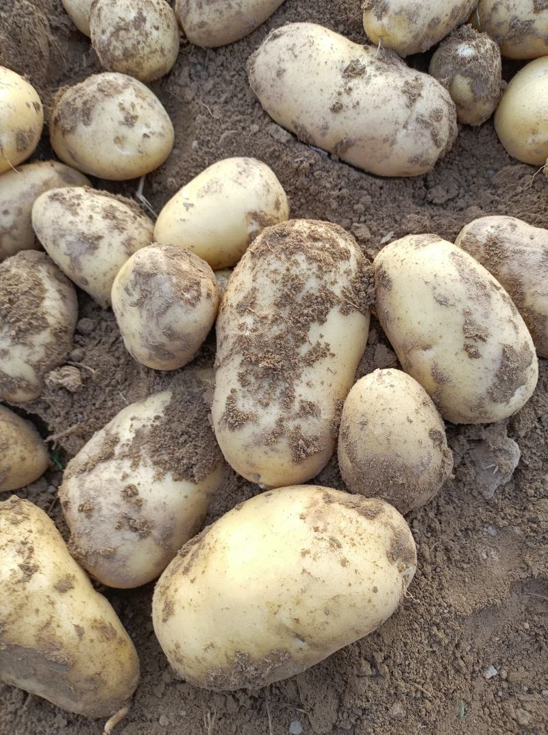 荷兰十五土豆大量上市，2两，4两起各种规格认你订