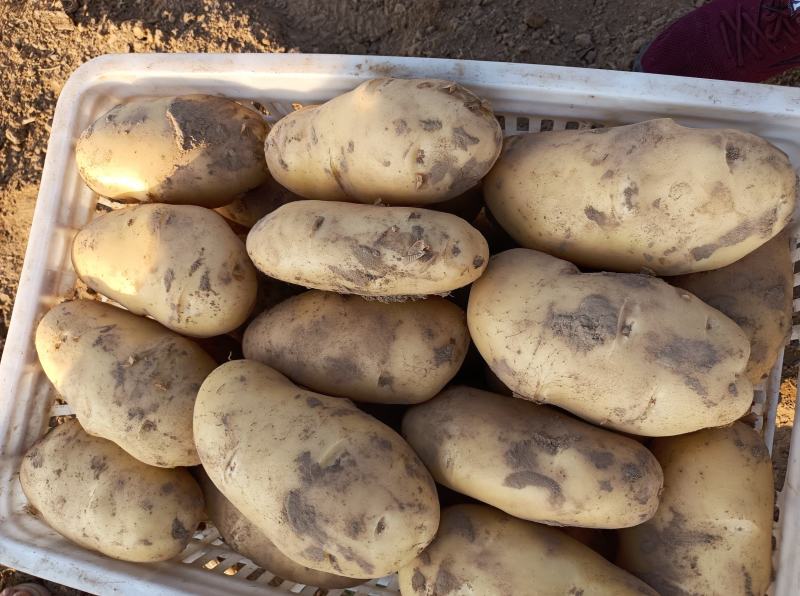 荷兰十五土豆大量上市，2两，4两起各种规格认你订