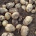 荷兰十五土豆大量上市，2两，4两起各种规格认你订