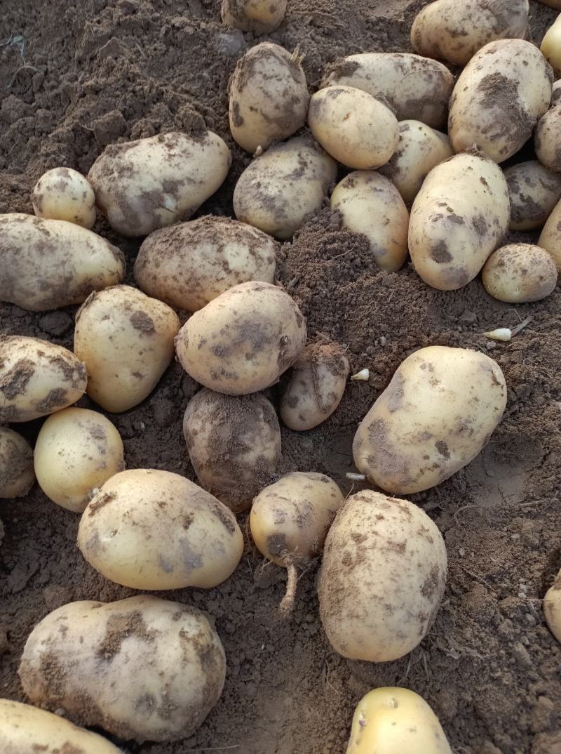 荷兰十五土豆大量上市，2两，4两起各种规格认你订