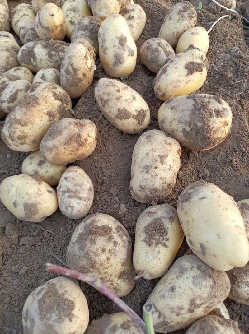 荷兰十五土豆大量上市，2两，4两起各种规格认你订