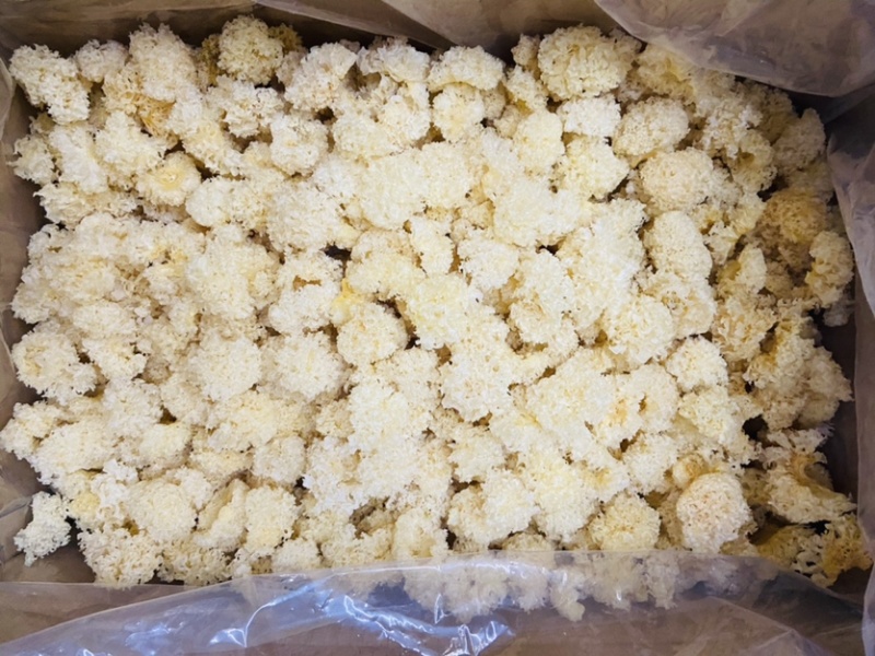 包邮椴木银耳，无添加无硫，质量可靠