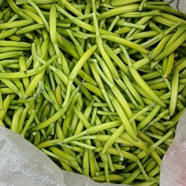 鲜黄花菜