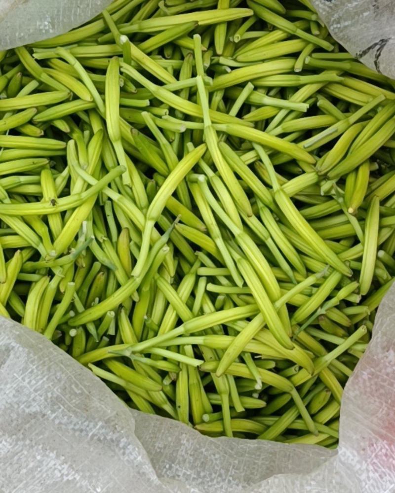 鲜黄花菜