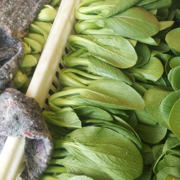 精品小油菜