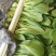 精品小油菜