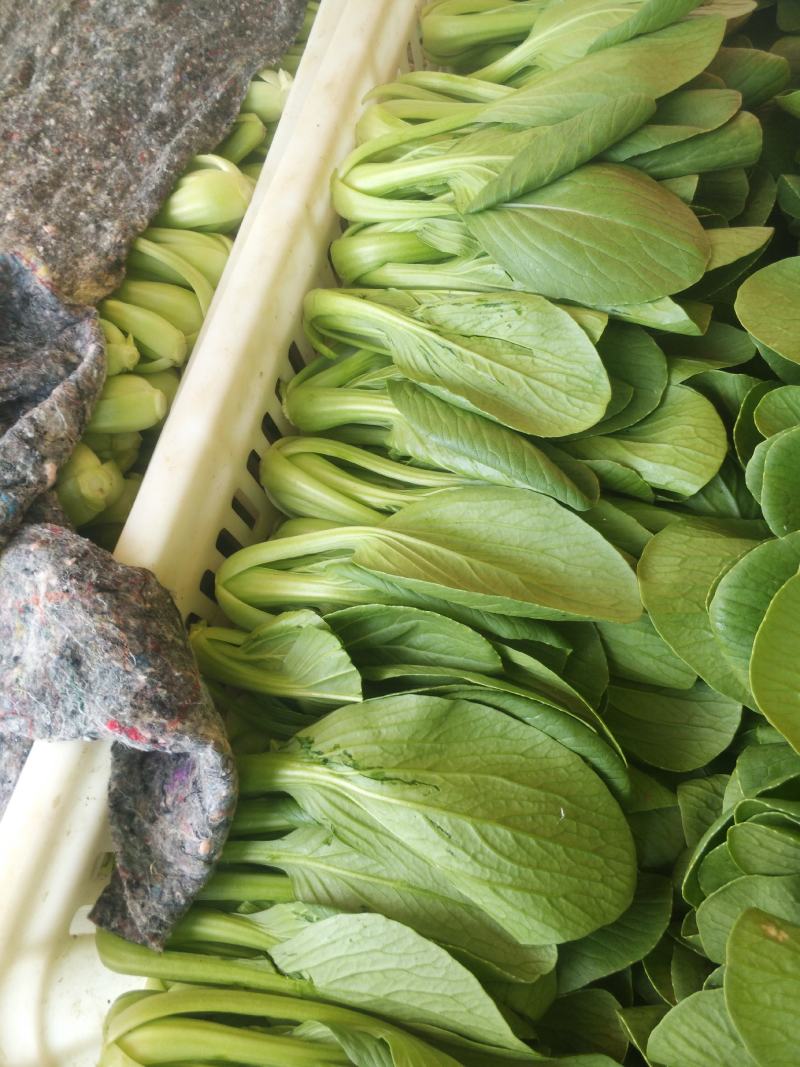 精品小油菜