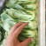 精品小油菜