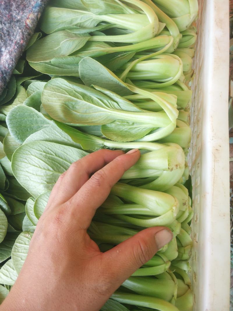 精品小油菜