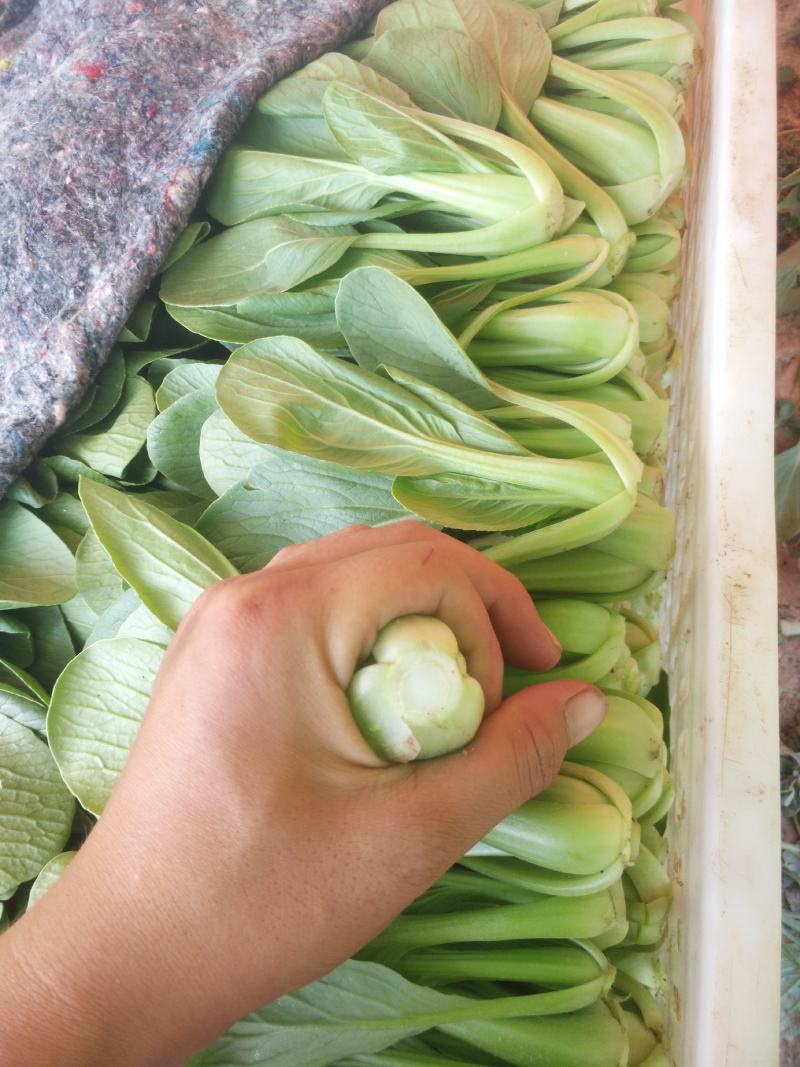 精品小油菜