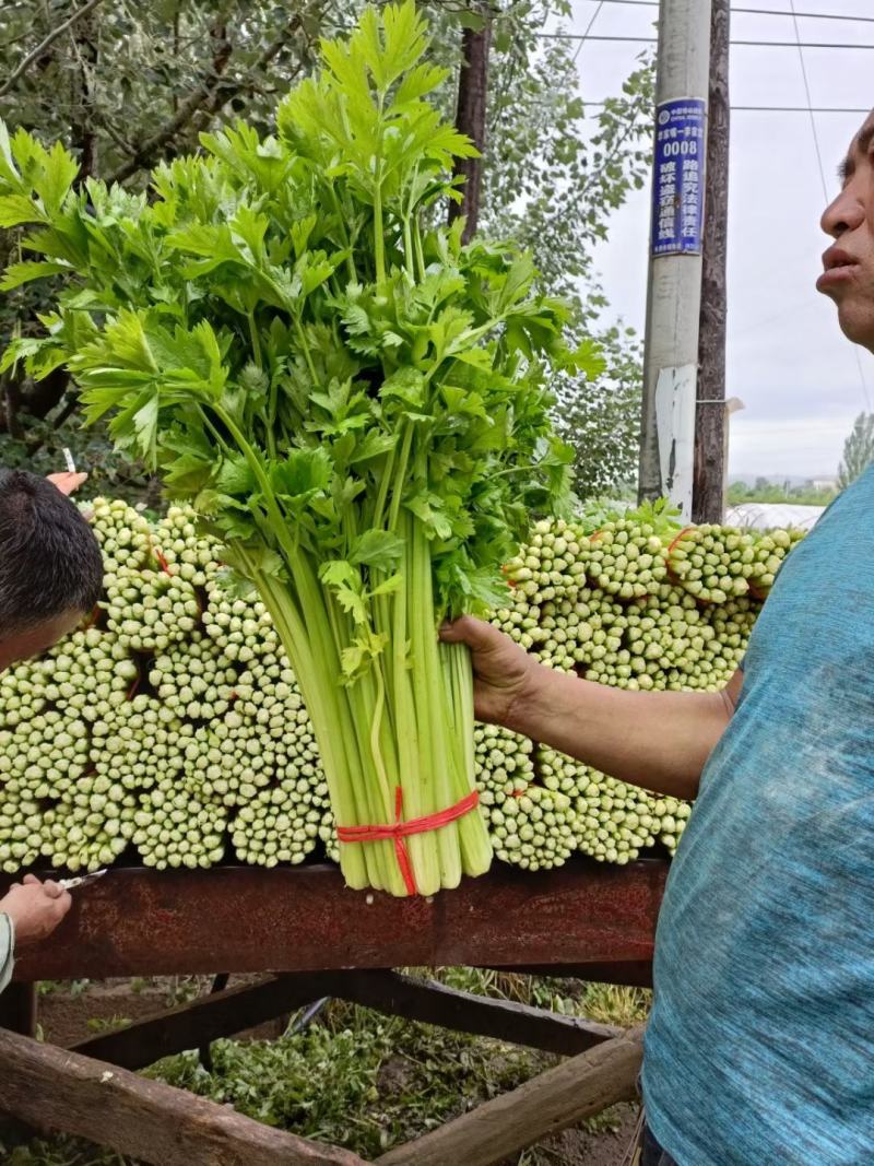 毛芹