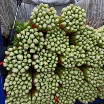 毛芹