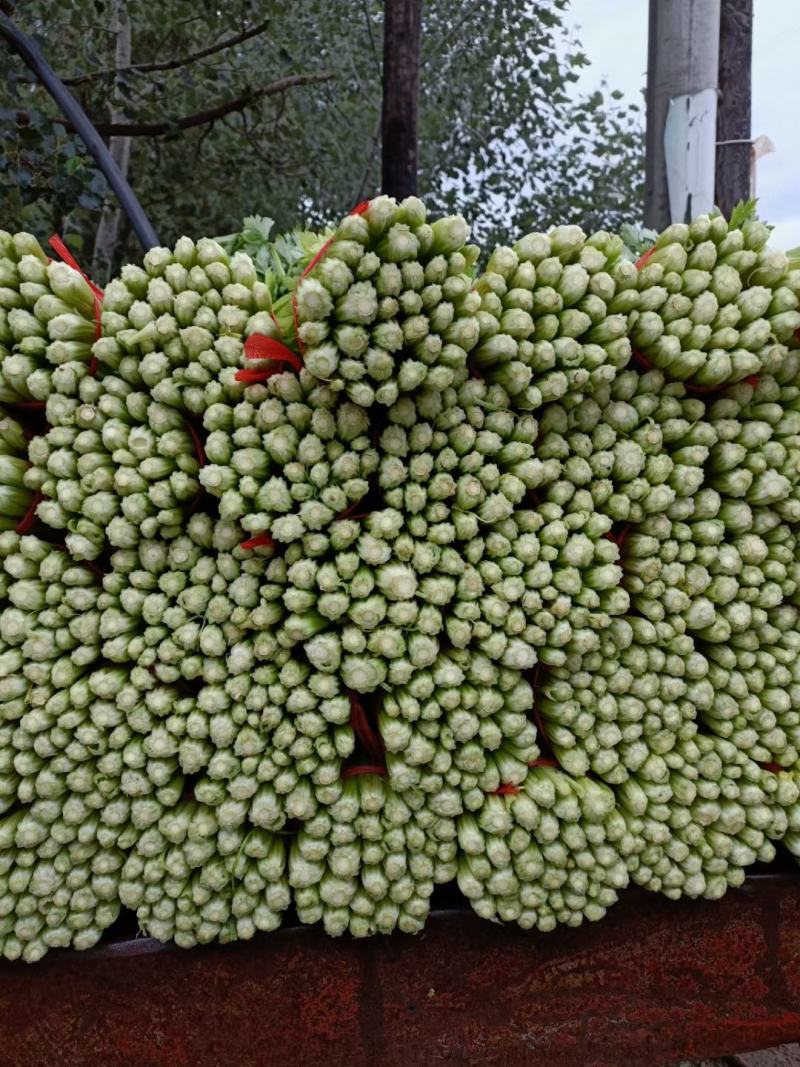 毛芹