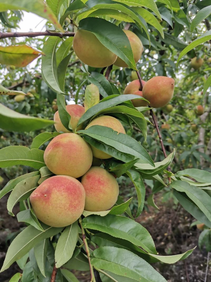 艳红桃